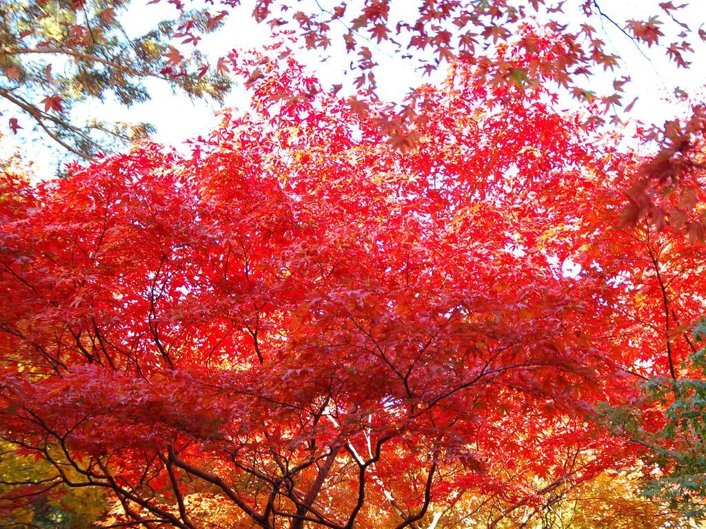 Maple Arima Hotel Kōbe Exterior foto